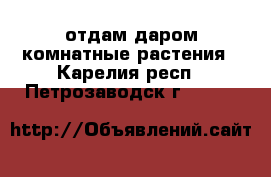 отдам даром комнатные растения - Карелия респ., Петрозаводск г.  »    